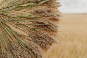 golden guide to hallucinogenic plants