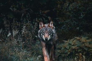 wow cata survival hunter guide